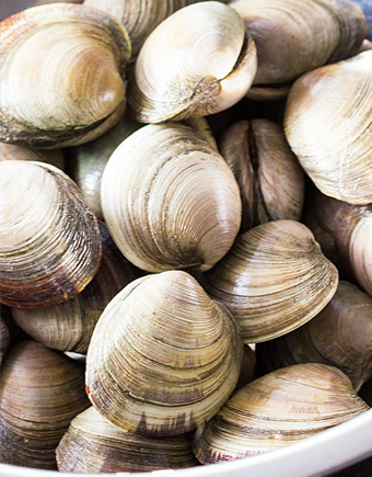 Live Horse Clams - Lam's Seafood